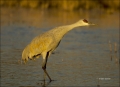 New-Mexico;Sandhill-Crane;Crane;Southwest-USA;Grus-canadensis;one-animal;close-u